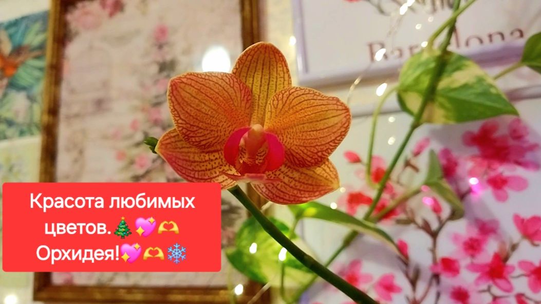 Красота любимых цветов. 💖🎄ОРХИДЕЯ.💖✨