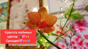 Красота любимых цветов. 💖🎄ОРХИДЕЯ.💖✨
