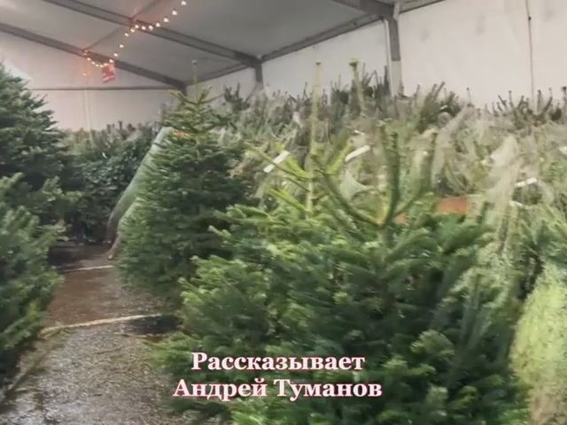 Живая или искусственная? Выбираем елочку к празднику!