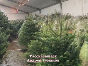 Живая или искусственная? Выбираем елочку к празднику!