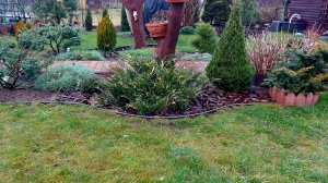 Очередная малютка ёлочка с ВБ приехала на дачу.Прикопала до весны.🌲