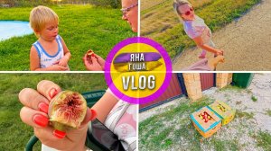 Сосед принес подарок! Мы вырастили свой первый инжир! Осенью Крыму еще лето!