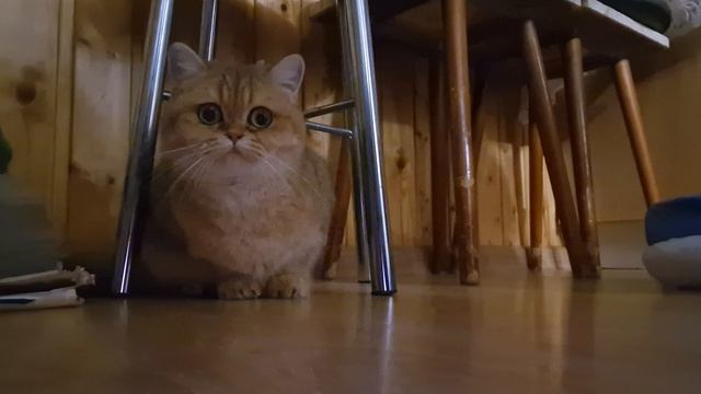 Видео с Алисиной двойкой и школа котов🏢😺