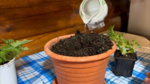 Делайте добрые дела! Помогаем отелиться Герефордам! Привезли буйную первотелку!