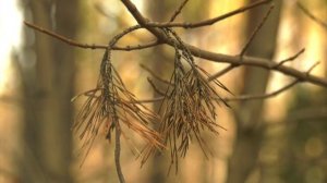 Почти три сотни гектаров леса в Воронежской области придётся вырубить