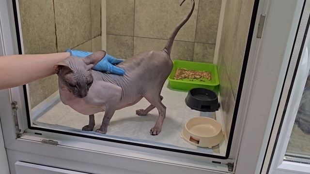 Непрекращающаяся боль... Преданный сфинкс борется с новой бедой! | Лайки