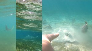 Скаты, акула вдалеке, рыбы. Снорклинг, Мальдивы 2025 #мальдивы2025 #снорклинг #скат #акула #shark