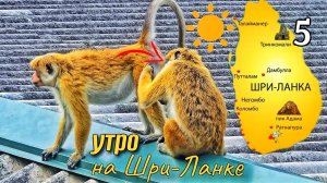 Шри-Ланка 5 Доброе утро