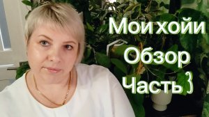 Мои хойи | Обзор коллекции | Часть 3