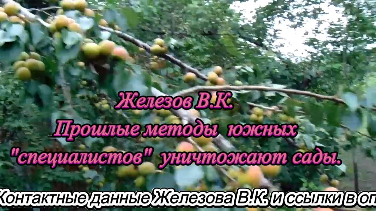 Железов В.К. Прошлые методы южных специалистов уничтожают сады.