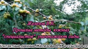 Железов В.К. Прошлые методы  южных специалистов  уничтожают сады.