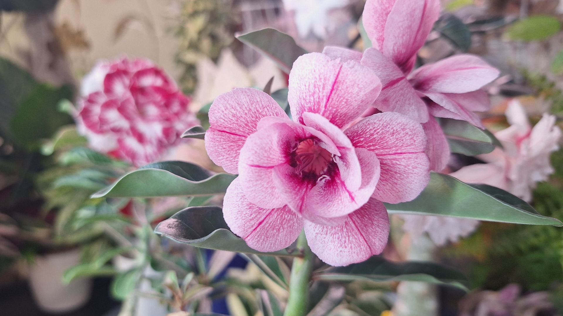 Мои цветущие растения