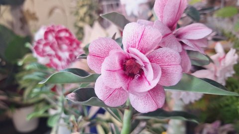 Мои цветущие растения