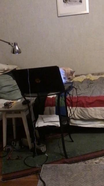 Котёнок Персик-хакер. Эпизод 3