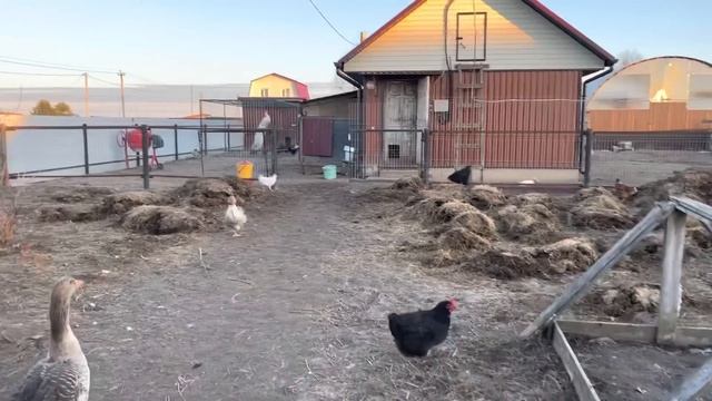 Наша деревенская жизнь и помощь робота NEATSVOR X500! Молодая ферма