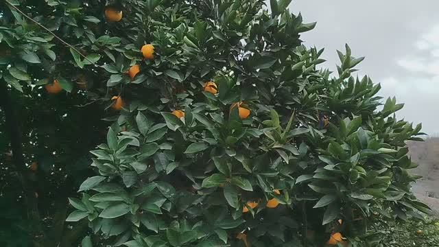 Апельсинчики Абхазии