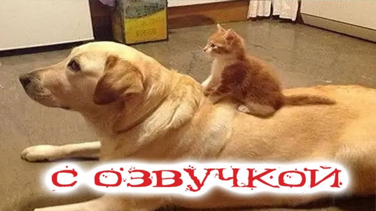 Приколы с котами! С ОЗВУЧКОЙ! САМЫЕ СМЕШНЫЕ ЖИВОТНЫЕ