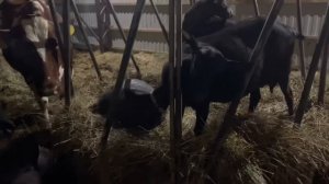 Лето в деревне. Мы Затеяли Стройку 2022 | Молодая Ферма