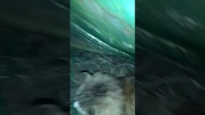 1 серия на тёмной даче