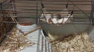 Можно ли давать морским свинкам капусту?