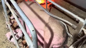 ОПОРОС, которого Я ТАК БОЯЛАСЬ. Сколько же поросят?