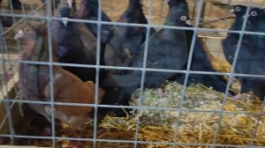 13.12.2025г Ярмарка ст.Бронницы ч.1