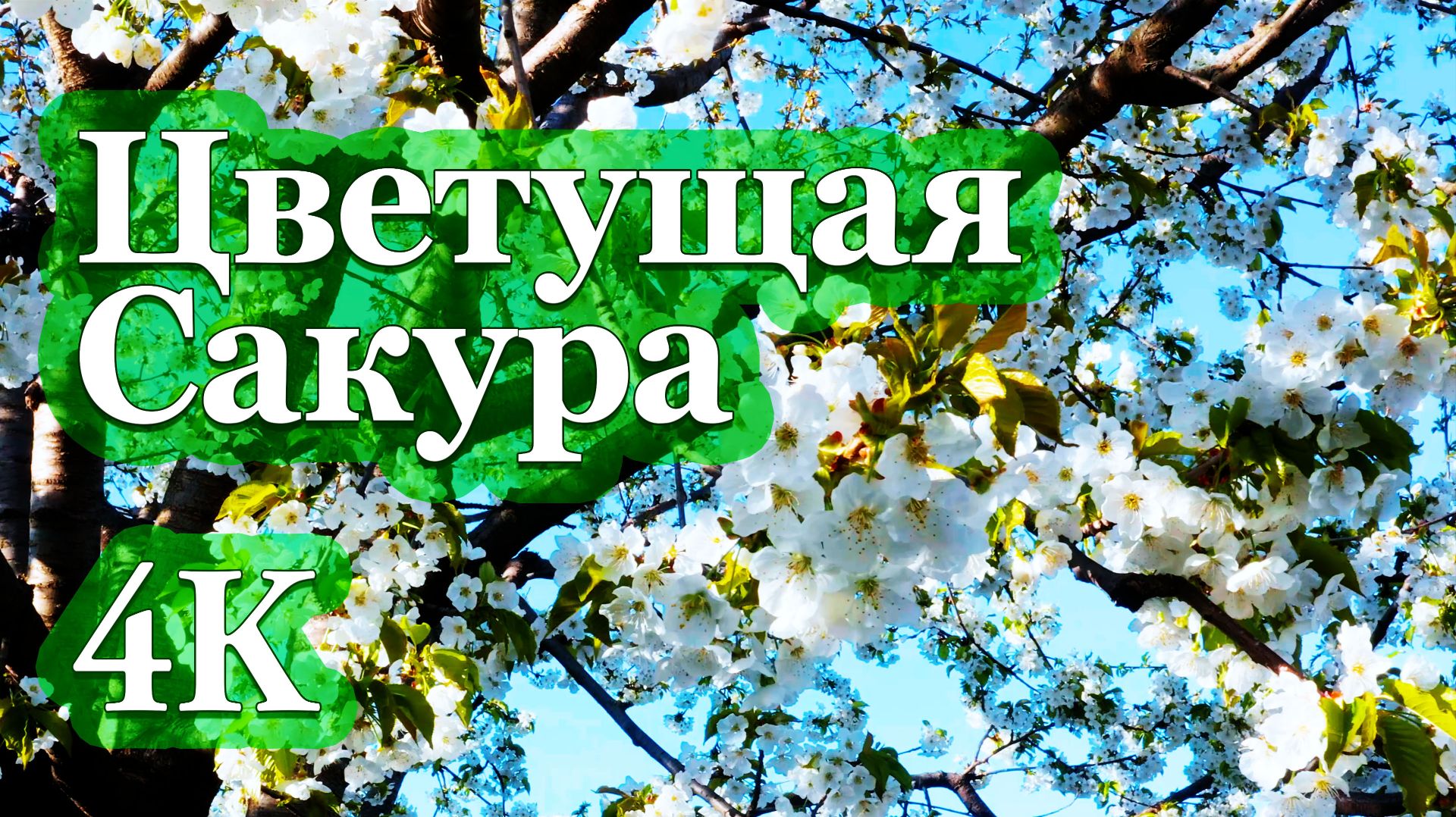 4K Цветущая Сакура | Восточная Музыка для Медитации и Расслабления 🌸🎶🌸