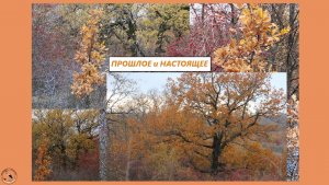 Дубок и Дуб