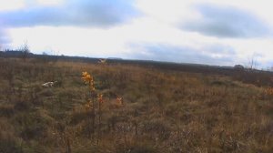 Охота на зайца с эстонкой. 3