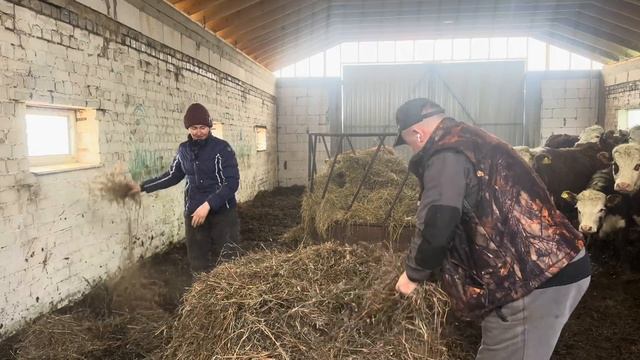 Новоселье! Переезд Айрширских Быков к Герефордам! Наводим порядок на новой ферме!