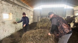 Новоселье! Переезд Айрширских Быков к Герефордам! Наводим порядок на новой ферме!