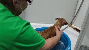 ТЕФТЕЛИ _ на ОВОЩНОЙ подушке! Делаем ПЕДИКЮР! И поговорить.