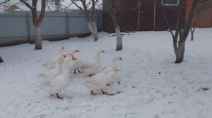 Как всё успеть. Жизнь в Деревне.