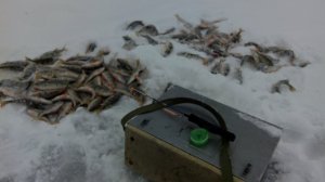 Наловили Кучу Окуней на Замёрзшем Озере. Лучшая Русская Зимняя Рыбалка. Куча рыбы, ловим на раз