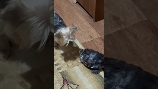 Танк и пехота