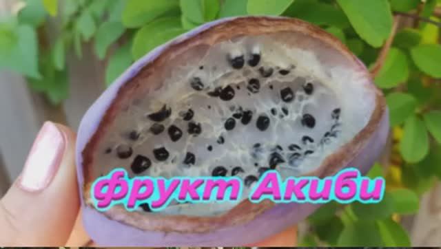 Фрукт Акиби