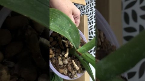 39 новых орхидей отцветашек и реанимашек