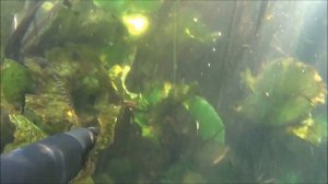 Подводная охота -лещ 3 кг ,щуки и спасение раков из ловушки .