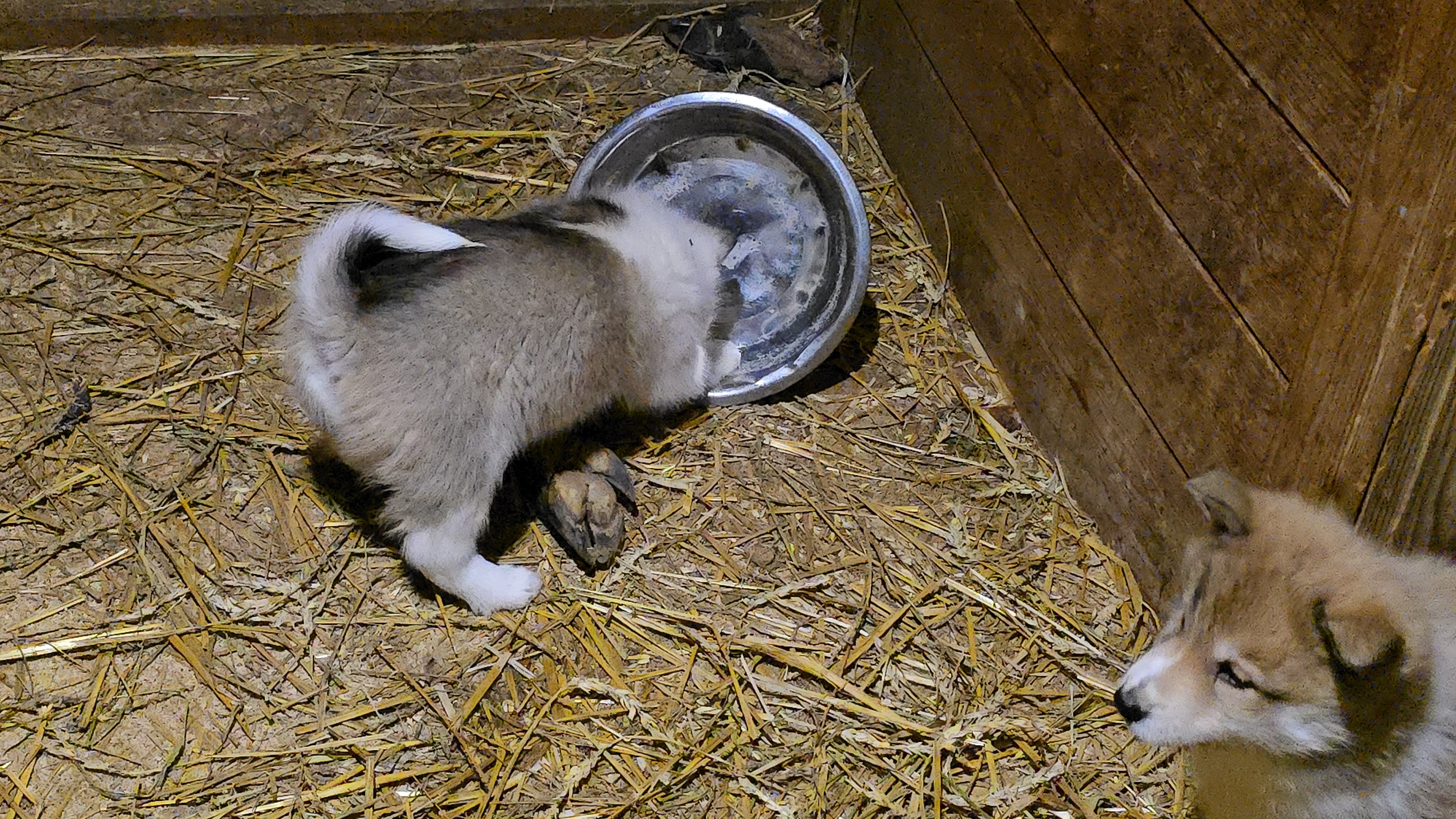 Косуля щенкам зашла