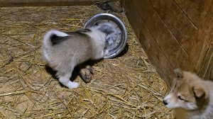 Косуля щенкам зашла