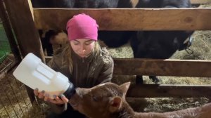 Огромное Разнообразие Животных на Ферме - море хлопот, забот и внимания! | Молодая Ферма