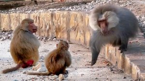 Чикита, НЕ БРОСАЙ МАТЬ! Все хотят быть в клане вожака! Дед притесняет даже Пэдро. Гамадрилий дом2