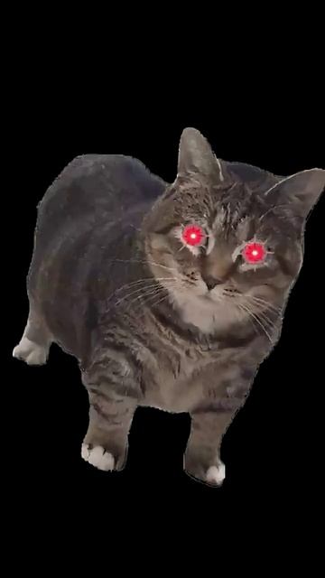 OIIA OIIA CAT  #oiia #oiiaoiiacat #oiiaoiia смотреть онлайн