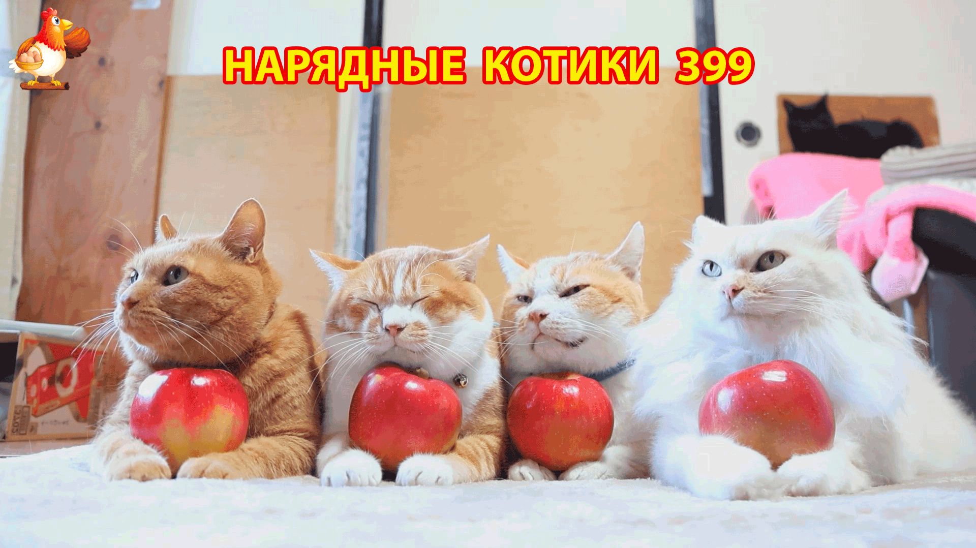 Нарядные Котики расслабляются на солнышке 🌞 🐈🐈🐈 (399)