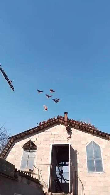 Старо режимные голуби 
г.Мариуполя. смотреть онлайн