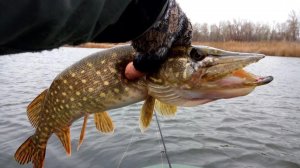 Осенний СПИННИНГ! Рыбалка в ноябре на озере с лодки.