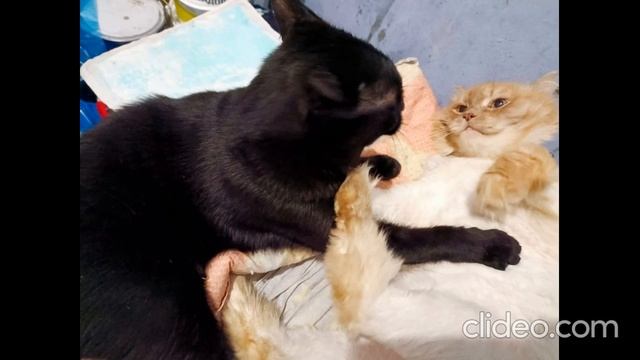 clideo_editor_be21ae1e64d942b89b2da2fae46faabf