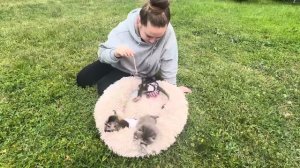 Мы сейчас вам покажем ПОЧЕМУ Финик все время чешется, вы такого точно НЕ ОЖИДАЛИ