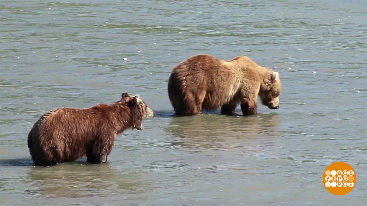 Медведь знает, где мед. А мы знаем, где медведи! Доброе утро. Суббота. Фрагмент выпуска от 13.12....