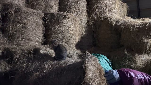 Лечим Бусю. Как самочувствие у нашей кормилицы?! | Молодая Ферма